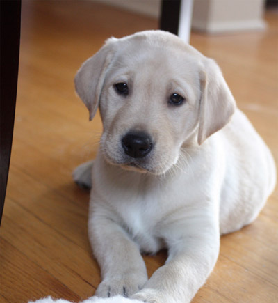  Puppies on This Weekend    Meet Lena  Our Seven Week Old Yellow Labrador Puppy